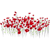 Poppy Poppies Field edge