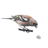 Chaffinch