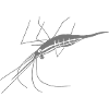 The shrimp