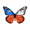 Butterfly Flag Of Chile