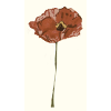 Poppy sepia