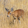 DIKDIK