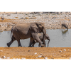 éléphants