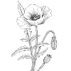 Coquelicot