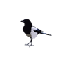 magpie