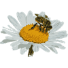 Marguerite flowers vector art
