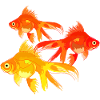Bunter Goldfisch Gartenteich