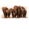 Eléphants