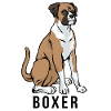 Chien boxer