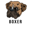 Boxer dog head