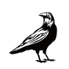 Raven Crow Bird