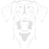 Dobermann