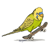 Budgie