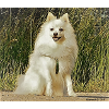 White Spitz attentive