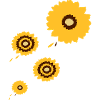 Fleur de tournesol