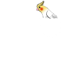 Perruche perroquet oiseau cockatiel