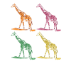 Giraffe giraffes