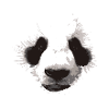 Panda Gesicht