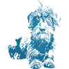 Rauhaardackel stolz, stur, lebendig