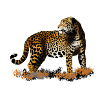 leopard