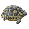 Turtle kids boy girl gift