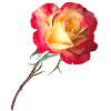 rose | pink | roses | flowers | Flowers