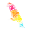 Parrot animal