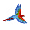 parrot