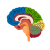 Brain Physician Anatomy