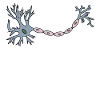 Neuron Nerve Cell Physicians