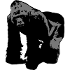 gorilla