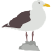mouette