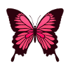 PINK BUTTERFLY