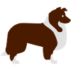 Collie