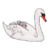 Family swan