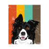 Border collie