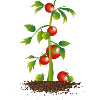 Tomato plant
