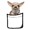 chihuahua in pocket