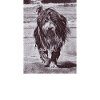Bearded Collie