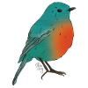 oiseau1