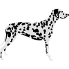 Dalmatian