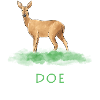 Doe Gazelle