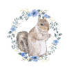 écureuil