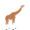 giraffe