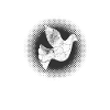 Tauben