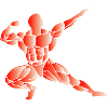 Musculation