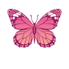 PINK BUTTERFLY