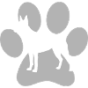 Australian Kelpie