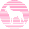 Australian Kelpie