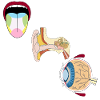 Sinnesorgane Medizin